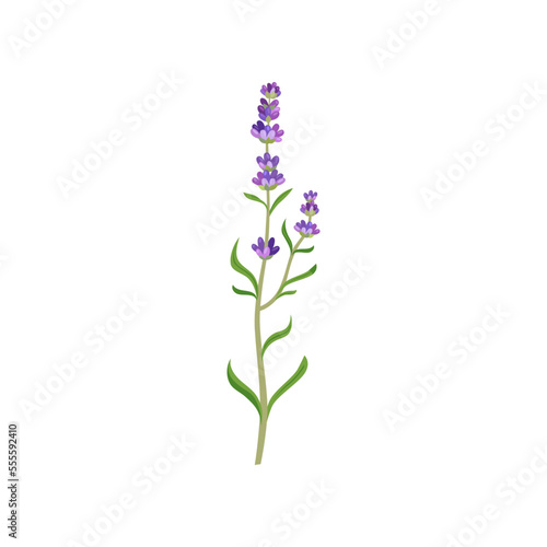 Lavender flowers in watercolor style. Beautiful purple flower, lavendar or lavander isolated on white background. Plants, botany, decoration concept for greeting cards or postcards
