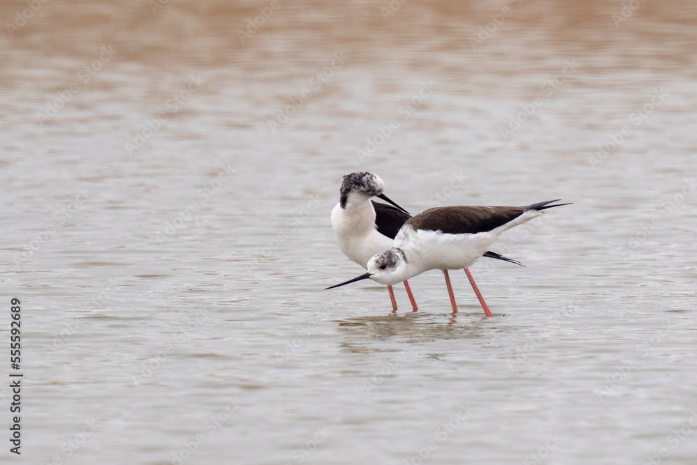Two beautiful black winged stilt (Himantopus himantopus) during mating Two beautiful black winged stilt (Himantopus himantopus) during mating