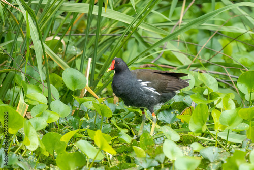 Close-up of a sitting / standing common moorhen with green backgorund