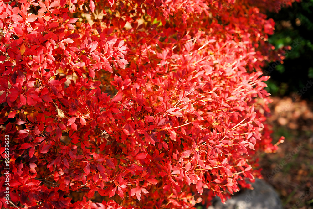 鮮やかな秋の紅葉
