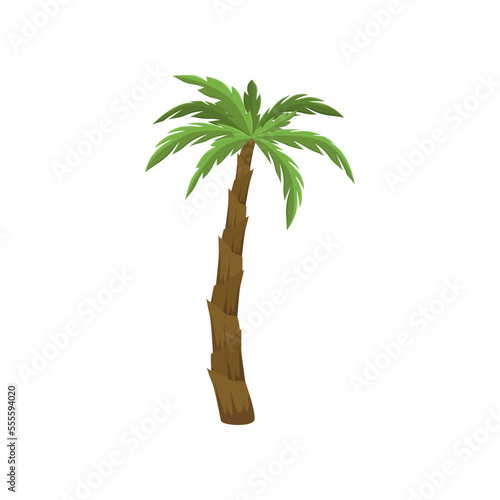 Exotic southern tree, tropical vegetation, greenery or plant isolated on white background. Palm tree cartoon illustration. Nature, flora, jungle concept photo