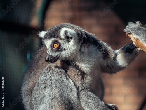 Close-up portrait of a funny lemur. Lemur enjoys the sun.
