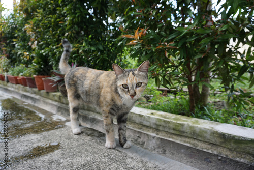 Beautiful dilute calico stray cat