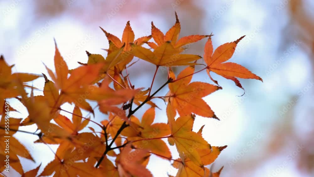 Colorful autumn maple leaves on a tree branch. Selective focus. Nature concept. Colorful autumn maple leaves on a tree branch. Selective focus. Nature concept.