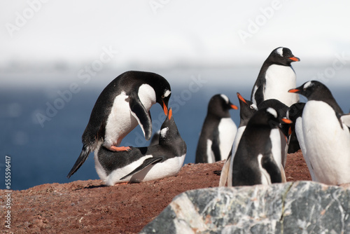 A mating pair of gentoo penguins. Antarctica.
