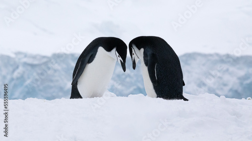 Two chinstrap penguins courting in the beginning of spring. Antarctica.