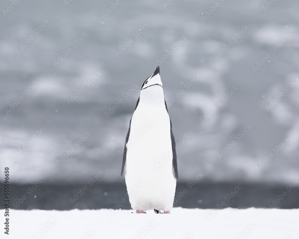 Obraz premium A chinstrap penguin standing tall in the snow. Antarctica.
