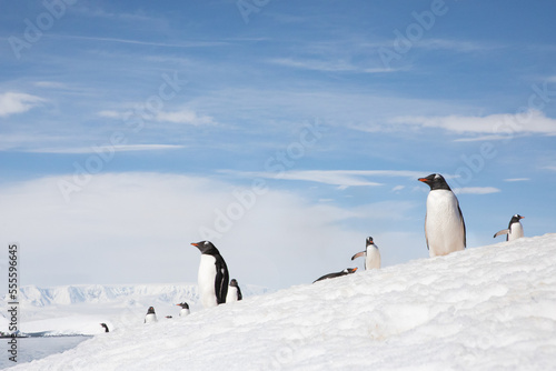 A group of gentoo penguins standing on the snow. Antarctica.