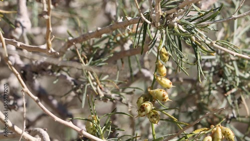 Tan mature small ovate trichomatic indehiscent legume fruit of Psorothamnus Schottii, Fabaceae, native perennial monoclinous deciduous shrub in the Borrego Valley Desert, Autumn. photo