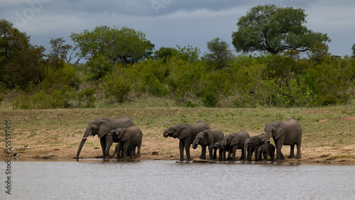 Photography a Breeding herd of African elephants at a waterhole