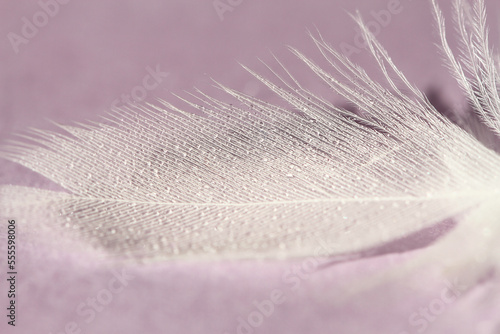 feather on purple background with drops