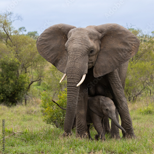 an African elephant calf by the cow's side