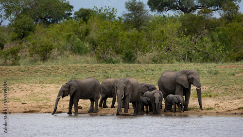 a Breeding herd of African elephants at a waterhole