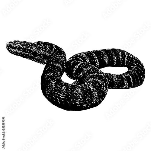 Mamushi Snake hand drawing vector illustration isolated on background.