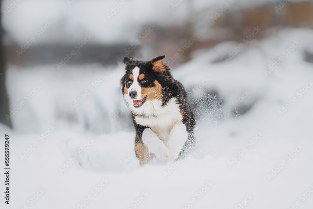 winter beauty dog ​​australian shepherd tricolor snowy location