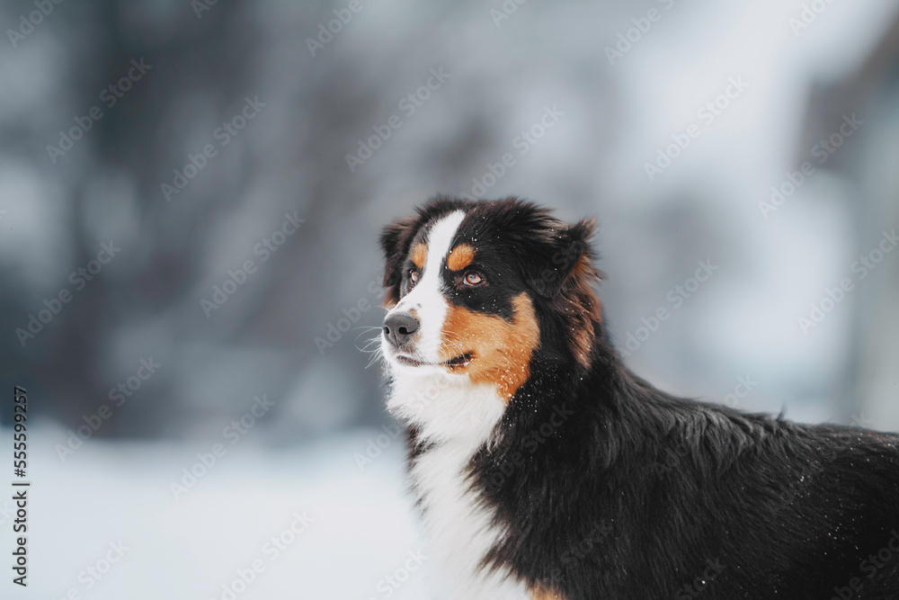 winter beauty dog ​​australian shepherd tricolor snowy location