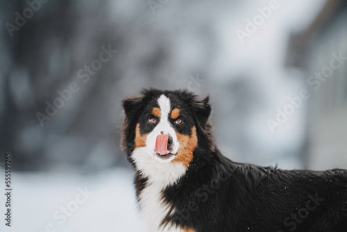 winter beauty dog ​​australian shepherd tricolor snowy location © Lait_ph