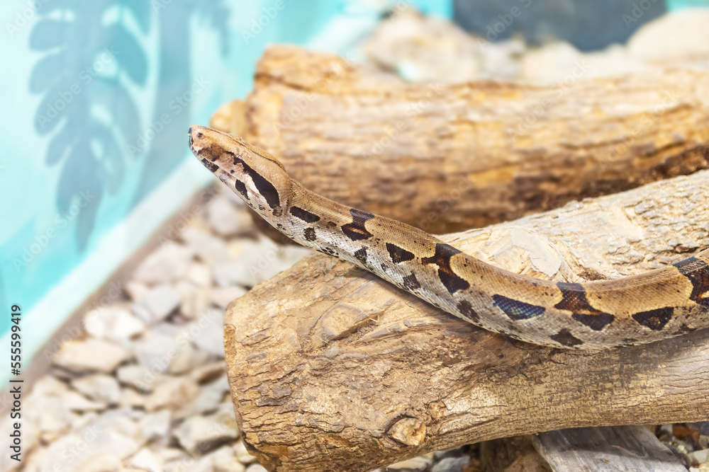 Naklejka premium Reticulated python animal zoo snake exotic dangerous pet captive wildlife