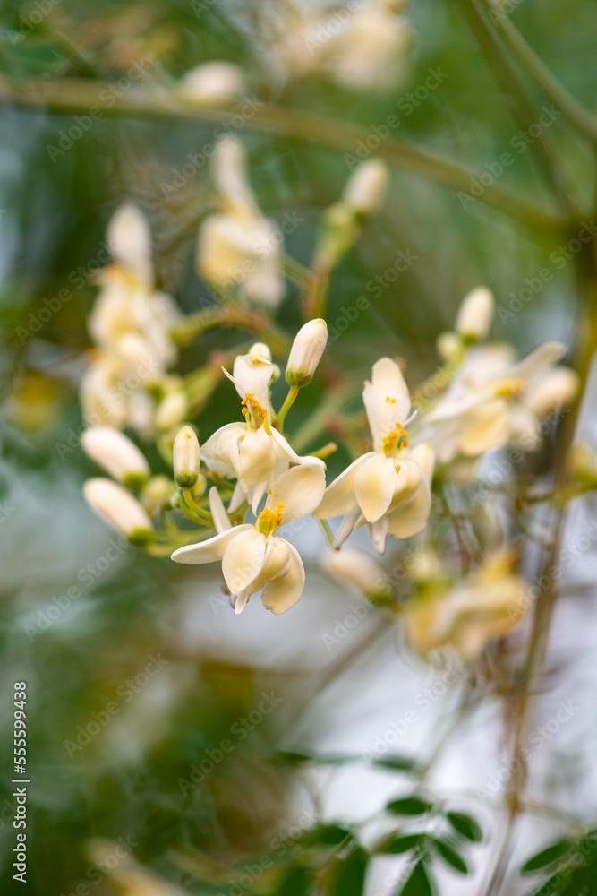 Fototapeta premium Moringa flowers close moringa oleifera blossom tree super food medicinal