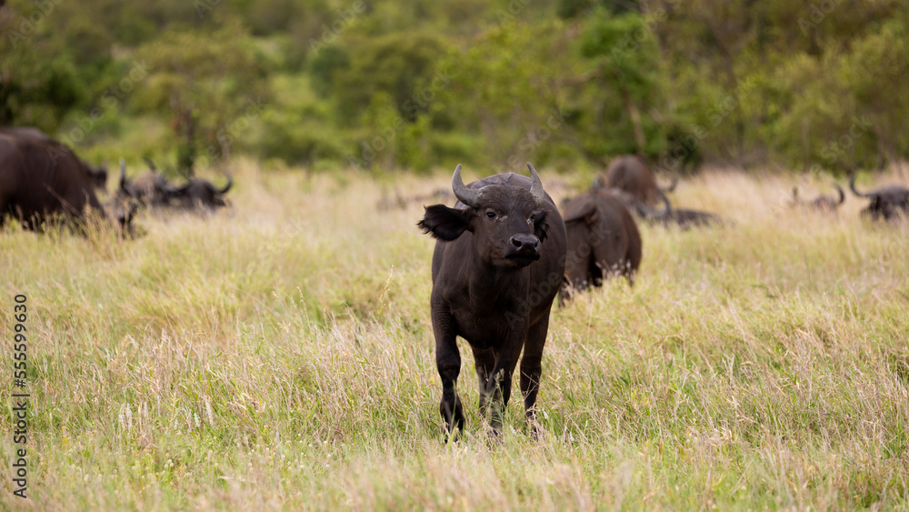 African buffalo calf in the wild African buffalo calf in the wild