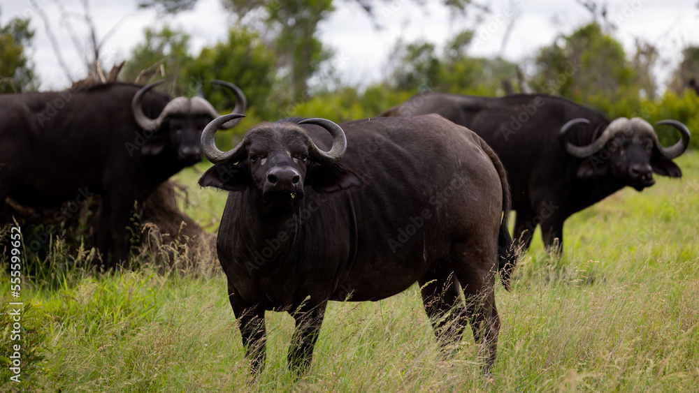 a cow African buffalo in green grass a cow African buffalo in green grass