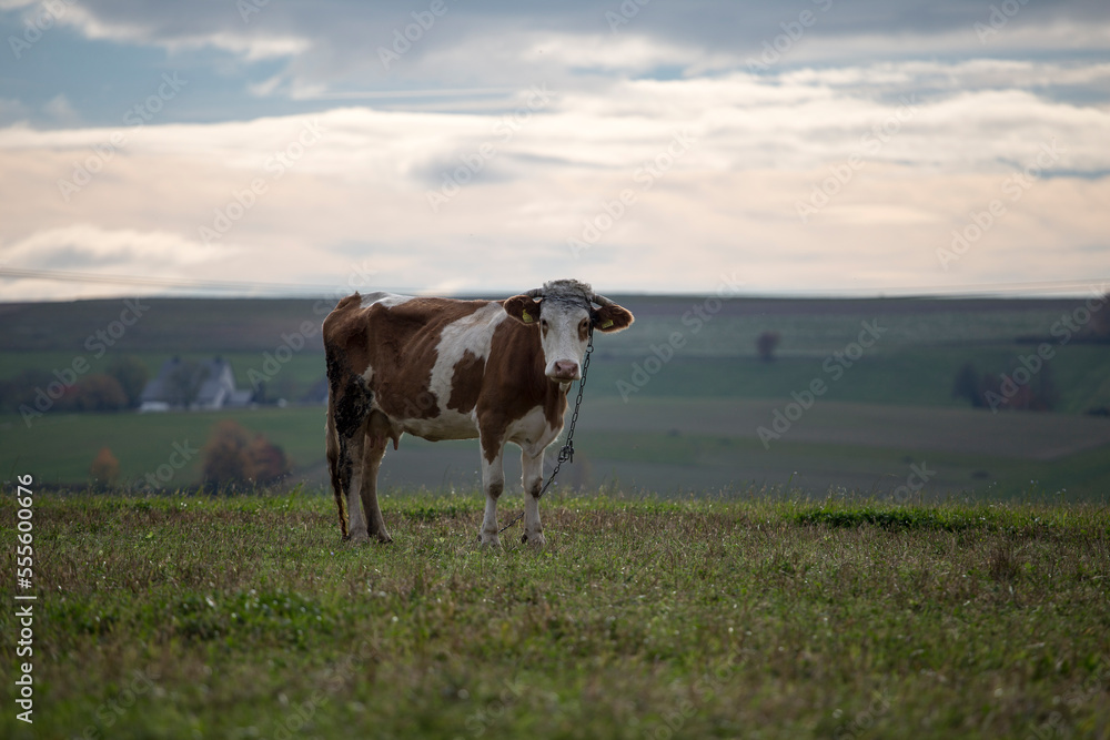 Cow on meadow, krowa na łące Cow on meadow, krowa na łące