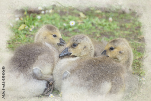 Digital watercolor opainting of Canada Geese goslings. © Rob Thorley
