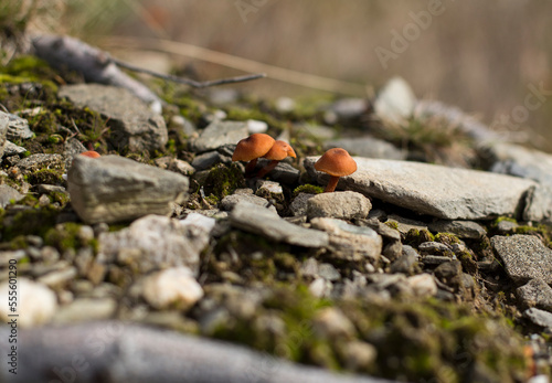 Mushrooms in rocks, grzyby na skale © Grzegorz