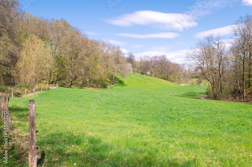 sunny green meadow in the open countryside in spring