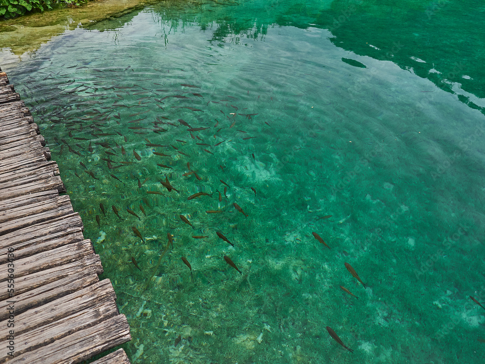 fish at Plitvice lakes a popular tourist destination in Croatia fish at Plitvice lakes a popular tourist destination in Croatia