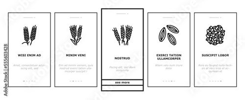barley cereal grain harvest onboarding mobile vector. agriculture food, wheat crop, seed bread, organic plant, rye farm, healthy, nature barley cereal grain harvest illustrations