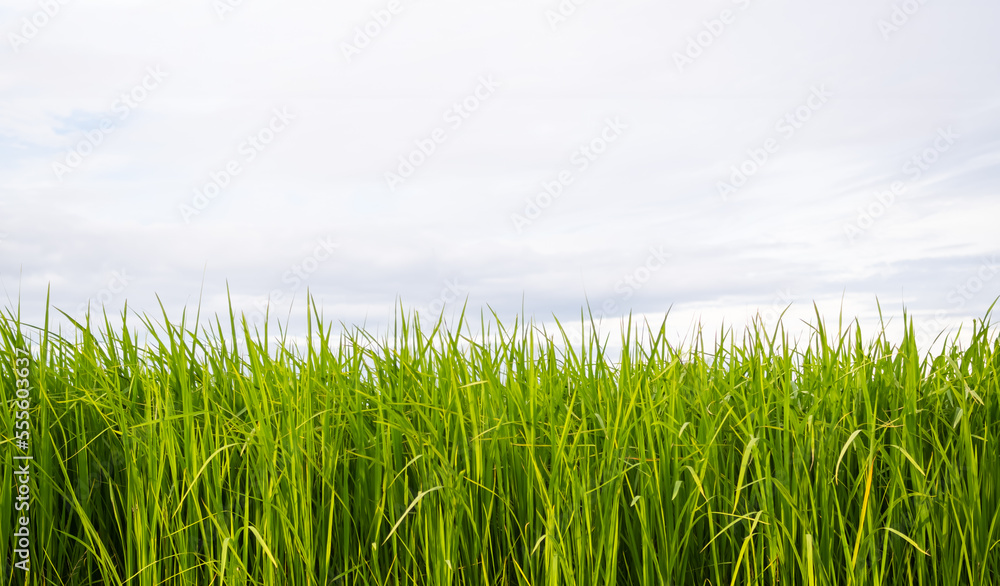 Jasmine Rice Plant with Blue Sky Background,Empty Counter Cooking with Orgarnic Rice Tree,Garden Farmer in Thailand, Traditional raw Food Vegaetarian for Asian,Nature Garden. Jasmine Rice Plant with Blue Sky Background,Empty Counter Cooking with Orgarnic Rice Tree,Garden Farmer in Thailand, Traditional raw Food Vegaetarian for Asian,Nature Garden.