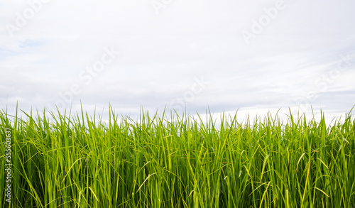 Jasmine Rice Plant with Blue Sky Background,Empty Counter Cooking with Orgarnic Rice Tree,Garden Farmer in Thailand, Traditional raw Food Vegaetarian for Asian,Nature Garden.