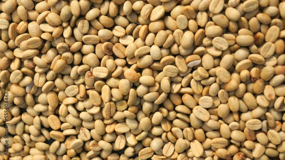 Drying Raw Organic White Coffee Beans at Plantation Farm High Quality 4K Slowmotion Agriculture Concept Footage. Northern Thailand. Drying Raw Organic White Coffee Beans at Plantation Farm High Quality 4K Slowmotion Agriculture Concept Footage. Northern Thailand.