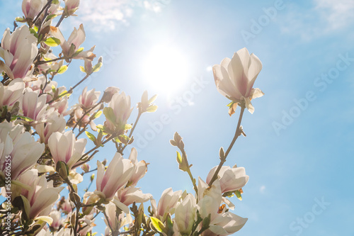 magnolia flowers against sky