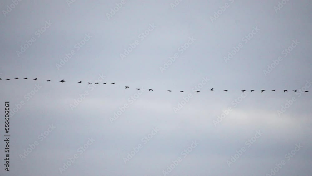 Cormorants flock flying in formation to save energy. Flock of Great Cormorants - Phalacrocorax carbo. School of black migratory birds flies in cloudy sky over the sea along the coast. Slow motion Cormorants flock flying in formation to save energy. Flock of Great Cormorants - Phalacrocorax carbo. School of black migratory birds flies in cloudy sky over the sea along the coast. Slow motion