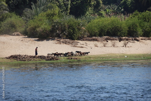 Goatherd on the banks of the river Nile in southern Egypt. photo