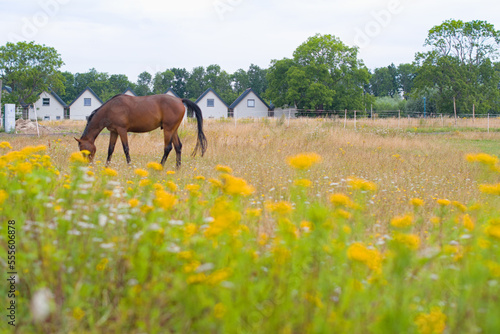 portrait of a horse