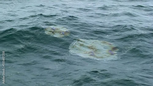 Oil pollution of the sea -a line of oil slick on the rough sea surface that emerge from the depths of the sea. Shipwreck, accident, war, pipeline. Black Sea, Ukraine. photo