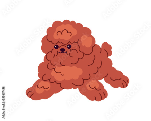 Cute miniature puppy of Toy Poodle breed. Dog standing in funny pose. Amusing...