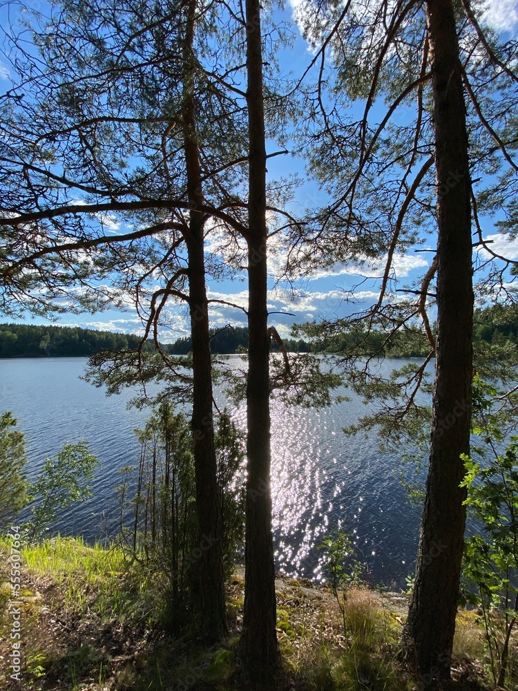 Obraz premium tree on the lake