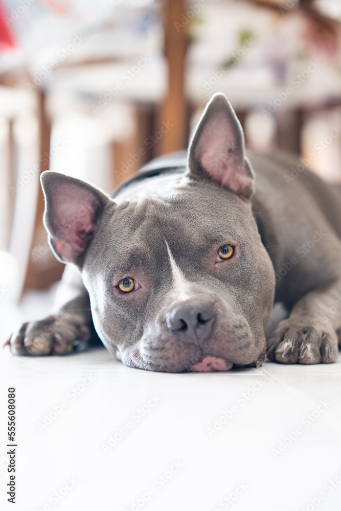 Young male American Bully dog resting