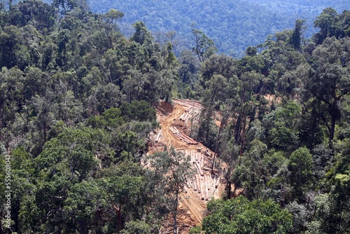 Active timber harvesting in Borneo