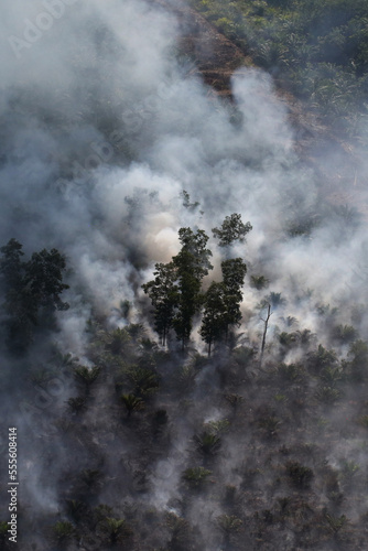 Haze rising from an oil palm plantation and forest in Riau