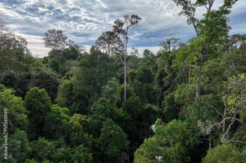 Jambi rainforest