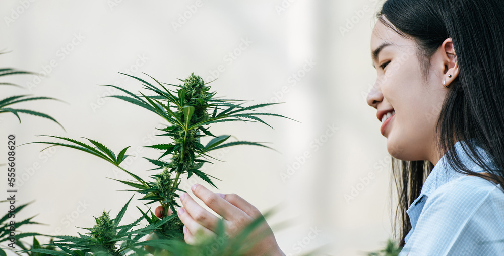 Portrait of Asian woman marijuana researcher checking marijuana cannabis plantation in cannabis farm, Business agricultural cannabis. Cannabis business and alternative medicine concept. Portrait of Asian woman marijuana researcher checking marijuana cannabis plantation in cannabis farm, Business agricultural cannabis. Cannabis business and alternative medicine concept.