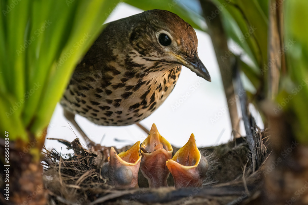 Song thrush (Turdus philomelos) feeding her hungry baby birds in the nest.