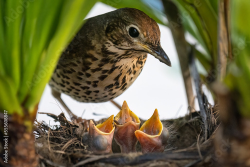 Obraz na płótnie Song thrush (Turdus philomelos) feeding her hungry baby birds in the nest. w salonie