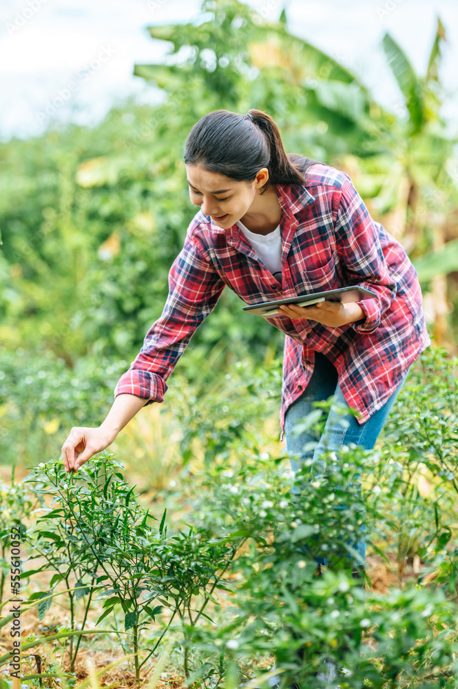 Asian young female farmer with a tablet in her hands examines the green field. Modern technologies in agriculture management and agribusiness concept. Asian young female farmer with a tablet in her hands examines the green field. Modern technologies in agriculture management and agribusiness concept.