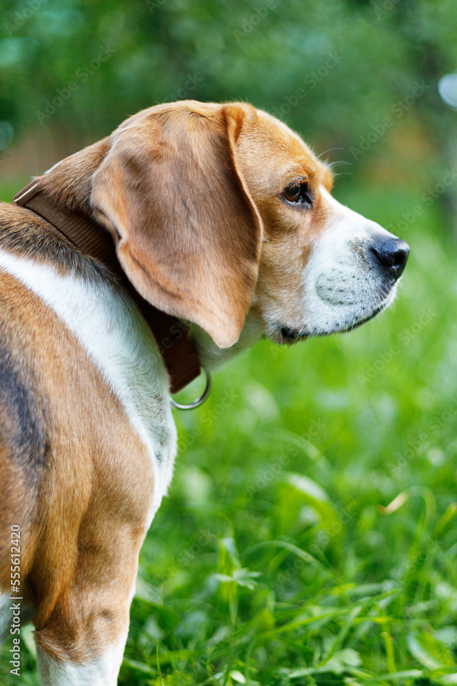 Portrait of an old white-brown beagle on the lawn.